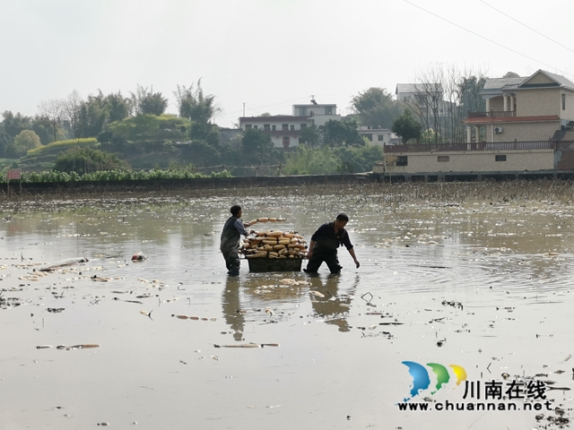 瀘縣云龍鎮(zhèn)：蔬果聯(lián)姻促融合，多點(diǎn)開花促增收