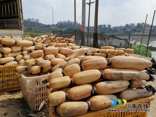 瀘縣云龍鎮(zhèn)：蔬果聯(lián)姻促融合，多點開花促增收(圖3)