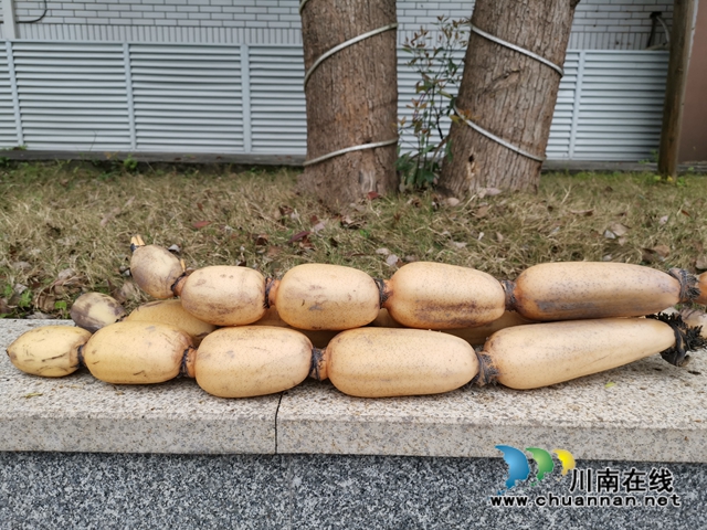 瀘縣云龍鎮(zhèn)：蔬果聯(lián)姻促融合，多點開花促增收(圖4)