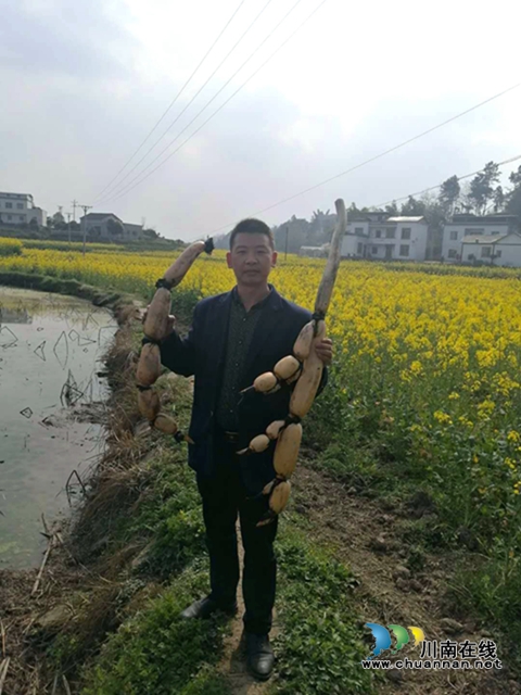 瀘縣云龍鎮(zhèn)：蔬果聯(lián)姻促融合，多點開花促增收(圖7)