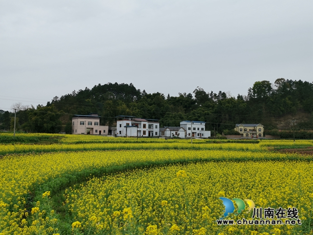 瀘縣云龍鎮(zhèn)：蔬果聯(lián)姻促融合，多點開花促增收(圖8)