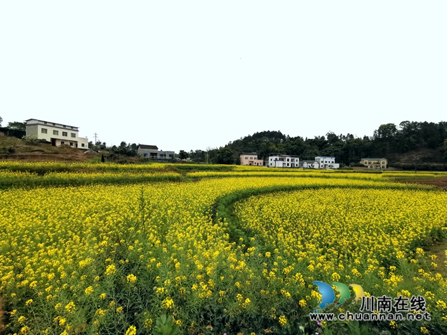 瀘縣云龍鎮(zhèn)：蔬果聯(lián)姻促融合，多點開花促增收(圖10)