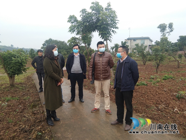 瀘縣政協(xié)副主席鄭尚貴調(diào)研瀘縣龍眼良種高換示范項(xiàng)目(圖2)