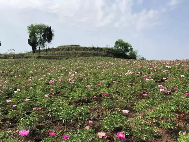 陽光明媚好踏春！內(nèi)江這些地方有花有景有美食(圖4)