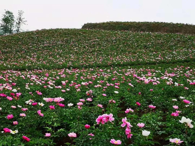 陽光明媚好踏春！內(nèi)江這些地方有花有景有美食(圖5)