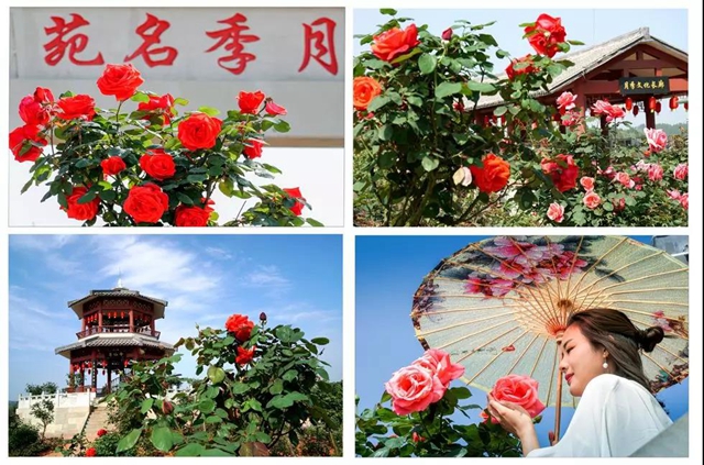 陽光明媚好踏春！內(nèi)江這些地方有花有景有美食(圖7)