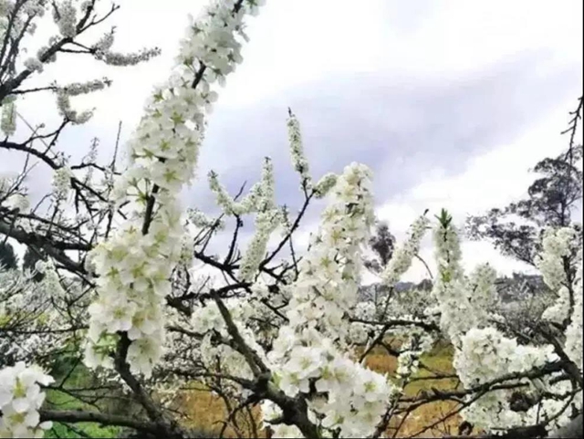 陽光明媚好踏春！內(nèi)江這些地方有花有景有美食(圖10)