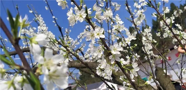 陽光明媚好踏春！內(nèi)江這些地方有花有景有美食(圖9)