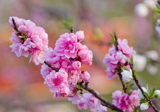 陽光明媚好踏春！內(nèi)江這些地方有花有景有美食(圖13)