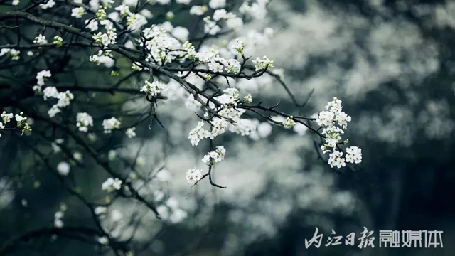 陽光明媚好踏春！內(nèi)江這些地方有花有景有美食(圖29)