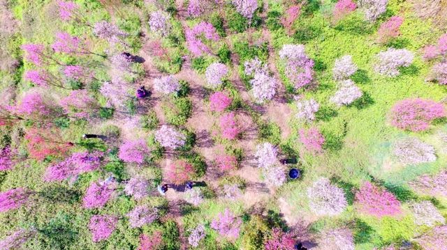 瀘州的春天，原來是這樣……(圖6)