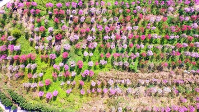 瀘州的春天，原來是這樣……(圖10)