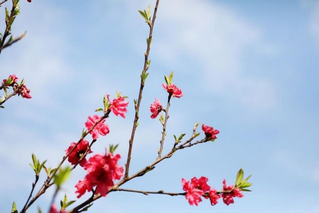 瀘州的春天，原來是這樣……(圖9)