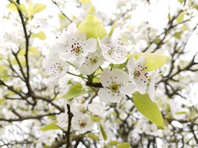 瀘州的春天，原來是這樣……(圖15)