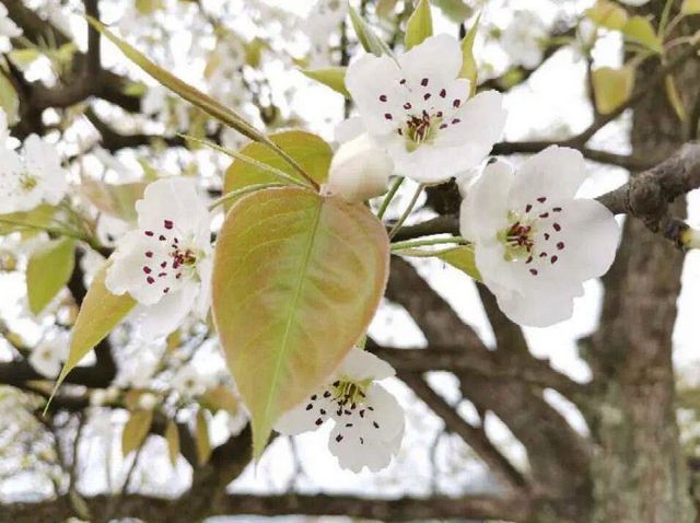 瀘州的春天，原來是這樣……(圖17)