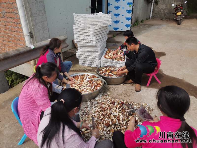 線上鮮銷(xiāo)+線下加工 瀘縣大球蓋菇脫貧路上不掉價(jià)