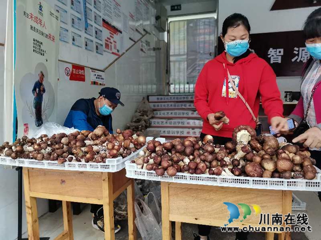線上鮮銷+線下加工 瀘縣大球蓋菇脫貧路上不掉價(圖3)