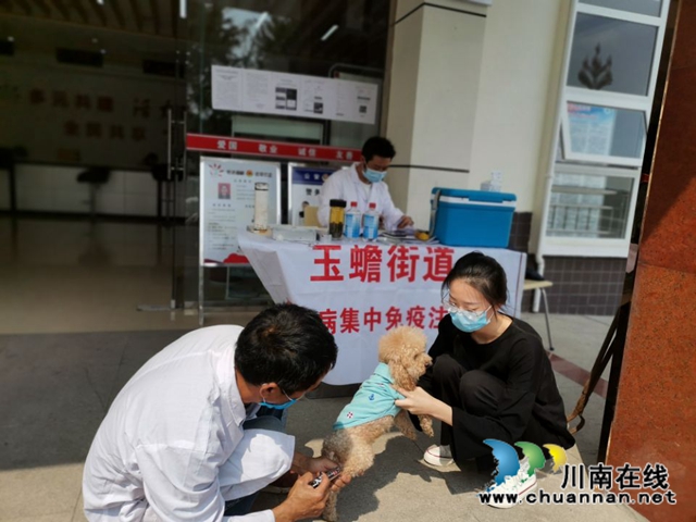瀘縣玉蟾街道開(kāi)展狂犬疫苗免費(fèi)注射活動(dòng) (圖2)