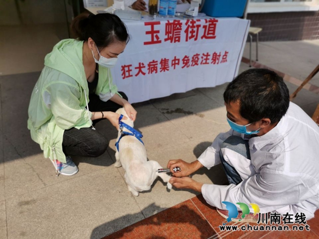 瀘縣玉蟾街道開展狂犬疫苗免費注射活動 