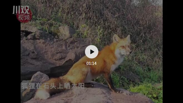 瀘州一小區(qū)狐貍出沒！愛拍照，不怕人，還愛吃火腿腸和肉包子