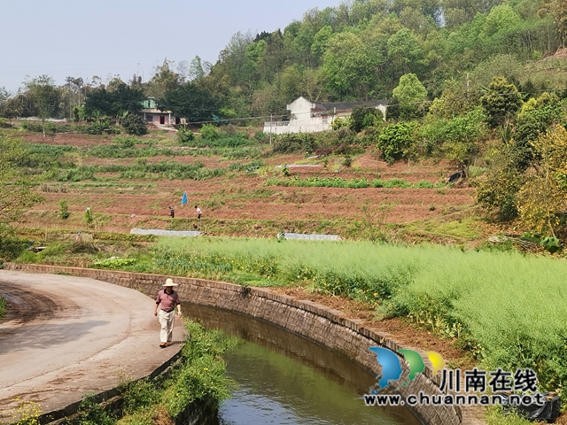 瀘縣水庫開閘放水，自流灌溉8萬畝稻田(圖4)