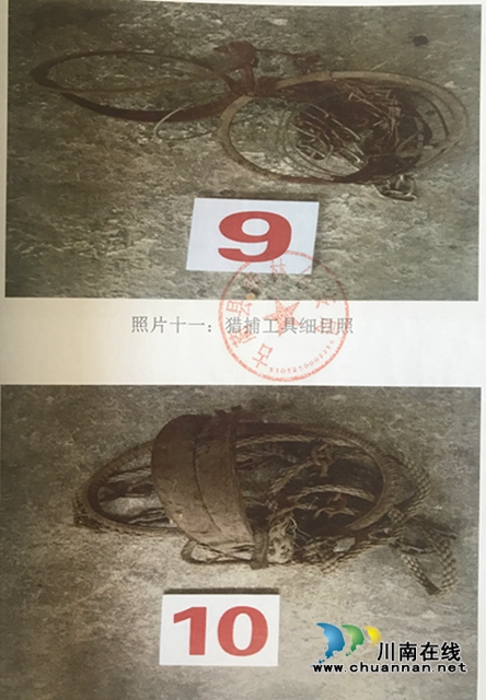 古藺：非法狩獵野豬  五人獲刑！(圖5)