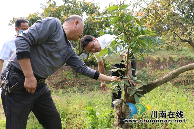 瀘縣潮河鎮(zhèn)開展龍眼產(chǎn)業(yè)發(fā)展調(diào)研