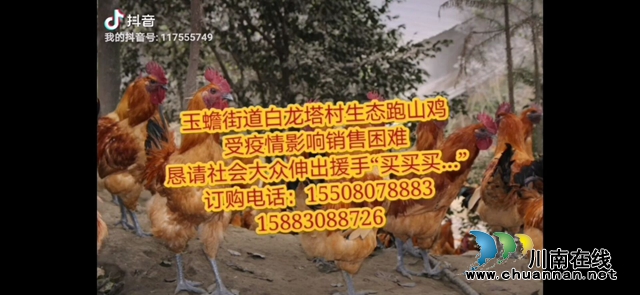 瀘縣玉蟾街道：巧用新媒體，暢賣(mài)跑山雞(圖6)