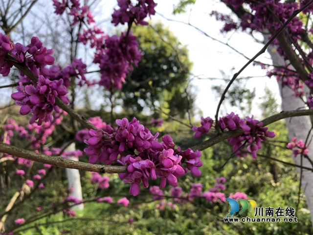 楊霞：赴一場(chǎng)春天的約會(huì)(圖1)