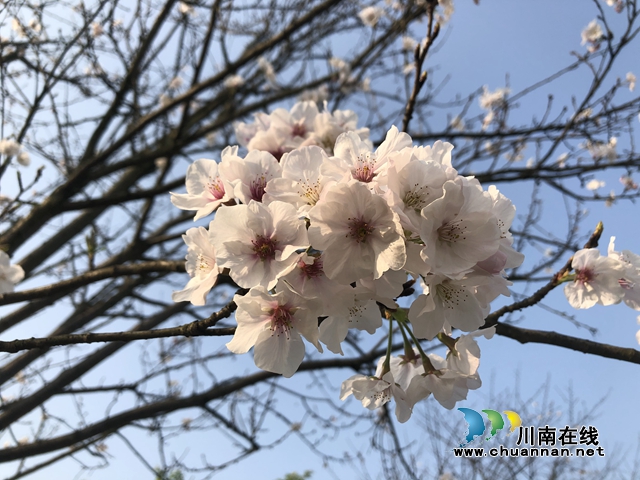 楊霞：赴一場(chǎng)春天的約會(huì)(圖2)