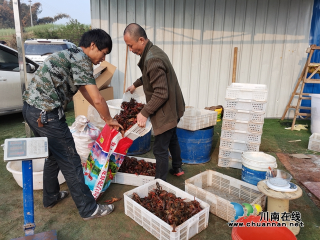 干得干不得？用事實說話！瀘縣福集螺螄山村第一書記陳治中念好稻蝦扶貧經(jīng)(圖2)