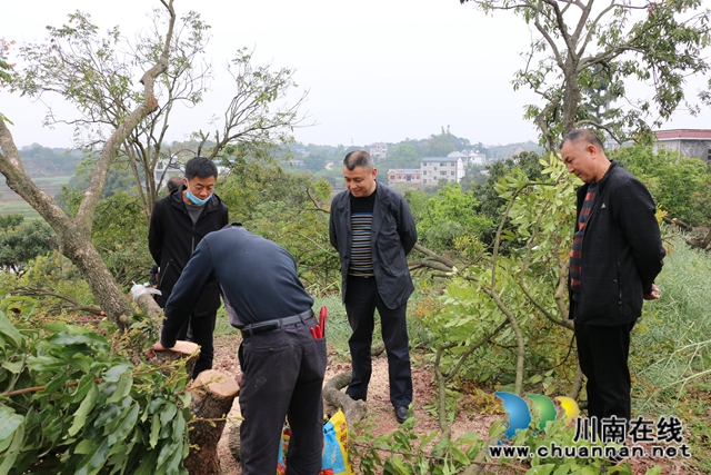 瀘縣政協(xié)主席李鎮(zhèn)到潮河鎮(zhèn)調研龍眼高換工作(圖2)