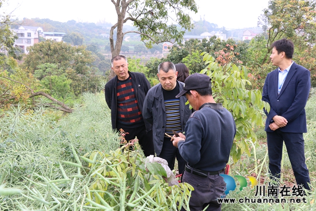 瀘縣政協(xié)主席李鎮(zhèn)到潮河鎮(zhèn)調(diào)研龍眼高換工作