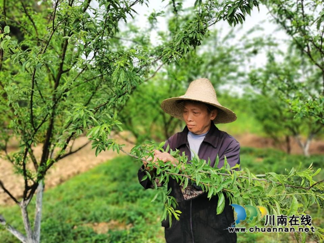 瀘縣玉蟾街道：李子掛果惹人愛，農(nóng)戶致富有盼頭