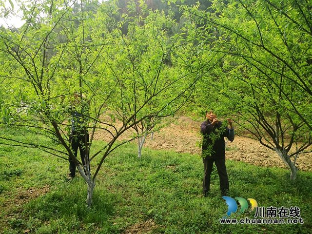 瀘縣玉蟾街道：李子掛果惹人愛(ài)，農(nóng)戶致富有盼頭(圖2)