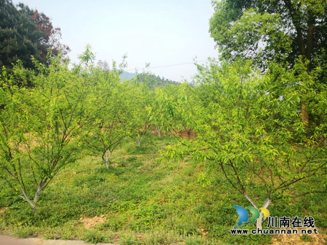 瀘縣玉蟾街道：李子掛果惹人愛(ài)，農(nóng)戶致富有盼頭(圖7)