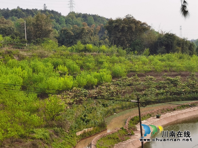 瀘縣玉蟾街道：李子掛果惹人愛(ài)，農(nóng)戶致富有盼頭(圖5)