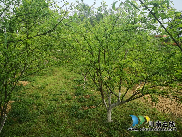 瀘縣玉蟾街道：李子掛果惹人愛(ài)，農(nóng)戶致富有盼頭(圖4)
