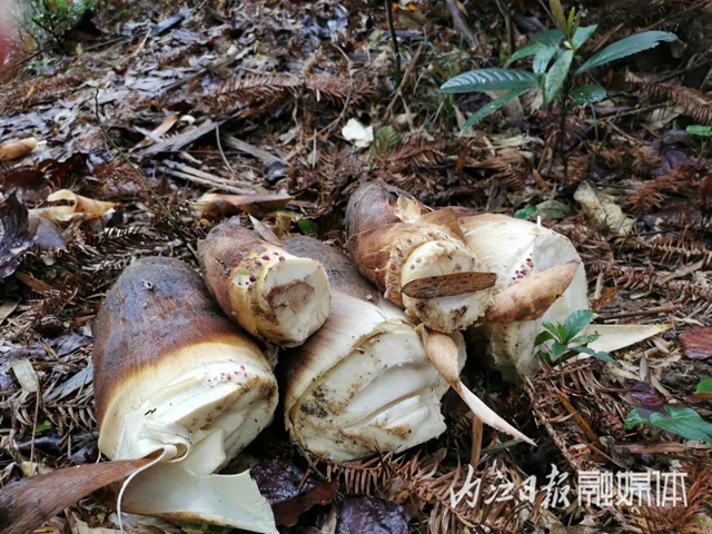 鮮美！春游內(nèi)江尋野味(圖1)