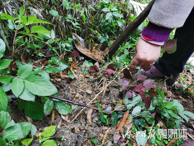 鮮美！春游內(nèi)江尋野味(圖7)