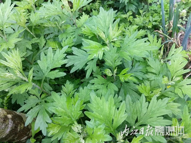 鮮美！春游內(nèi)江尋野味(圖9)