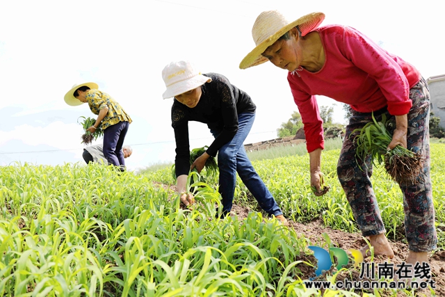 瀘州龍馬潭： 春色最濃在田間 高粱移栽正當時