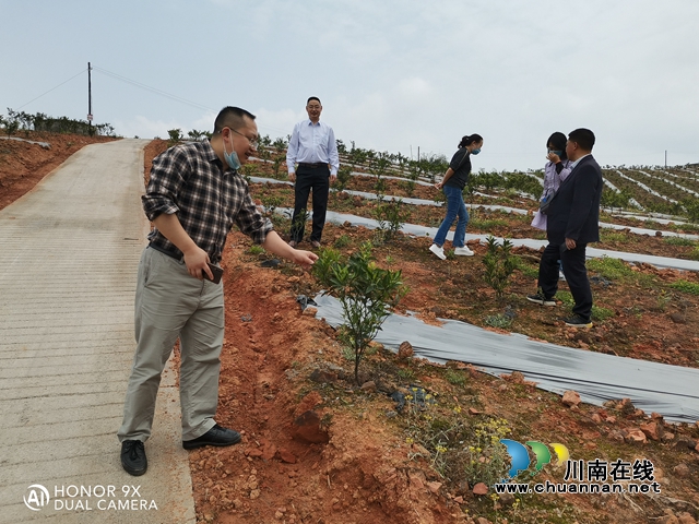 納溪區(qū)行政審批局調(diào)研幫扶聯(lián)系村扶貧產(chǎn)業(yè)發(fā)展情況