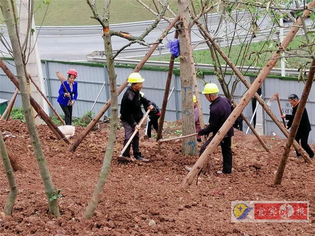 宜賓這個超大森林公園下月完工！風(fēng)景獨特功能豐富，有望成為長江封面(圖2)