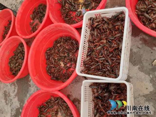 宜賓長興鎮(zhèn)：搶“鮮”上市  致富“稻蝦”賣得歡