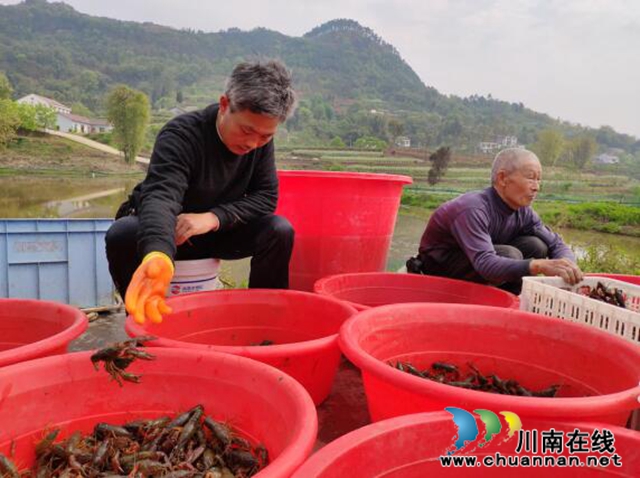 宜賓長興鎮(zhèn)：搶“鮮”上市  致富“稻蝦”賣得歡(圖2)