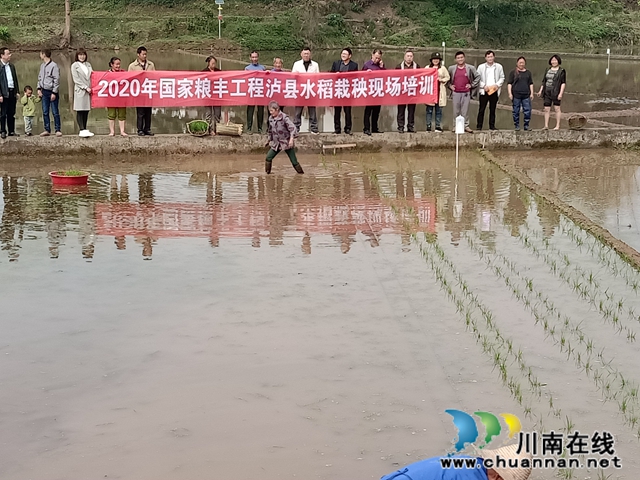 國家水稻體系崗位專家徐富賢指導(dǎo)瀘縣水稻生產(chǎn)