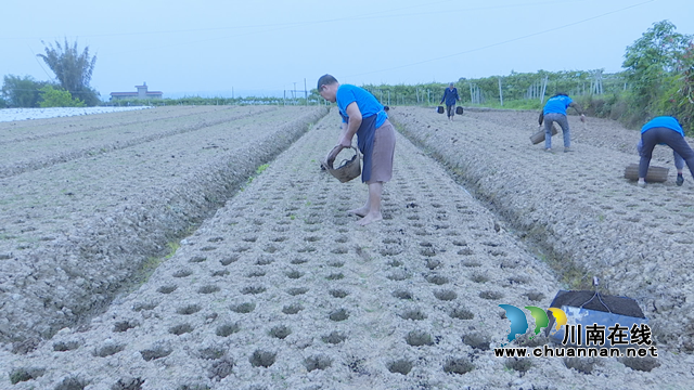 引進新種植法  瀘縣牛灘生姜播種忙(圖5)