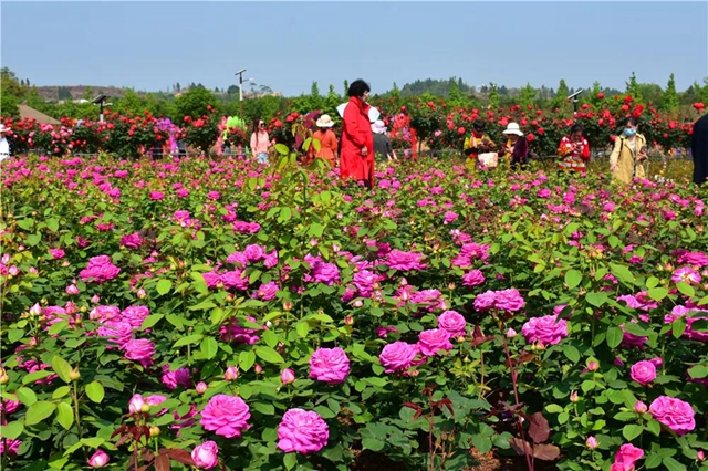 約起！內(nèi)江城邊邊的300畝玫瑰花海藏不住了(圖1)