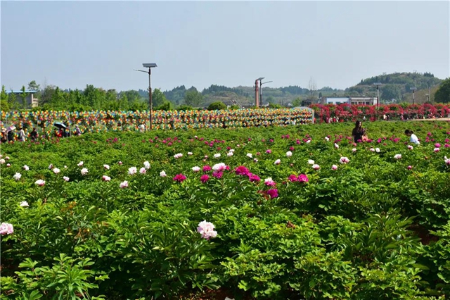 約起！內(nèi)江城邊邊的300畝玫瑰花海藏不住了(圖3)